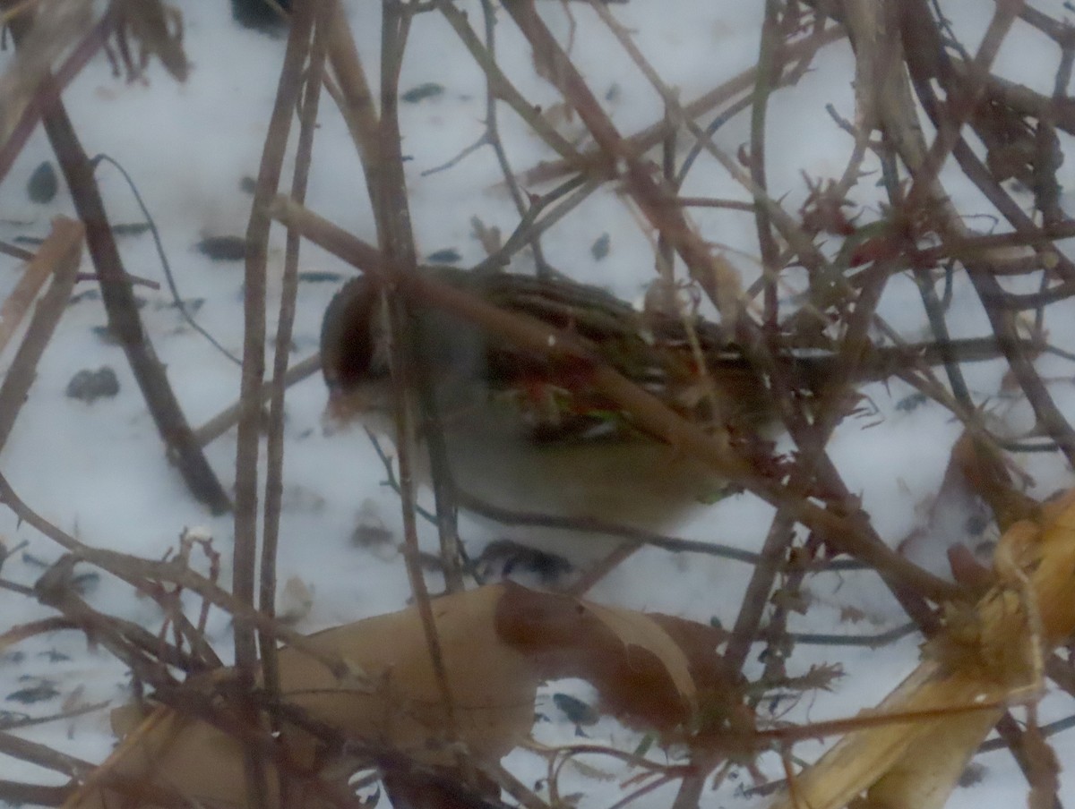 White-crowned Sparrow - ML646362569