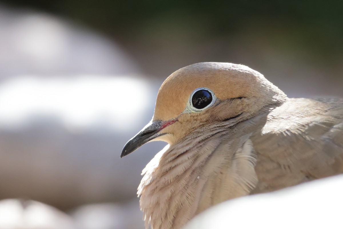 Mourning Dove - ML646362570