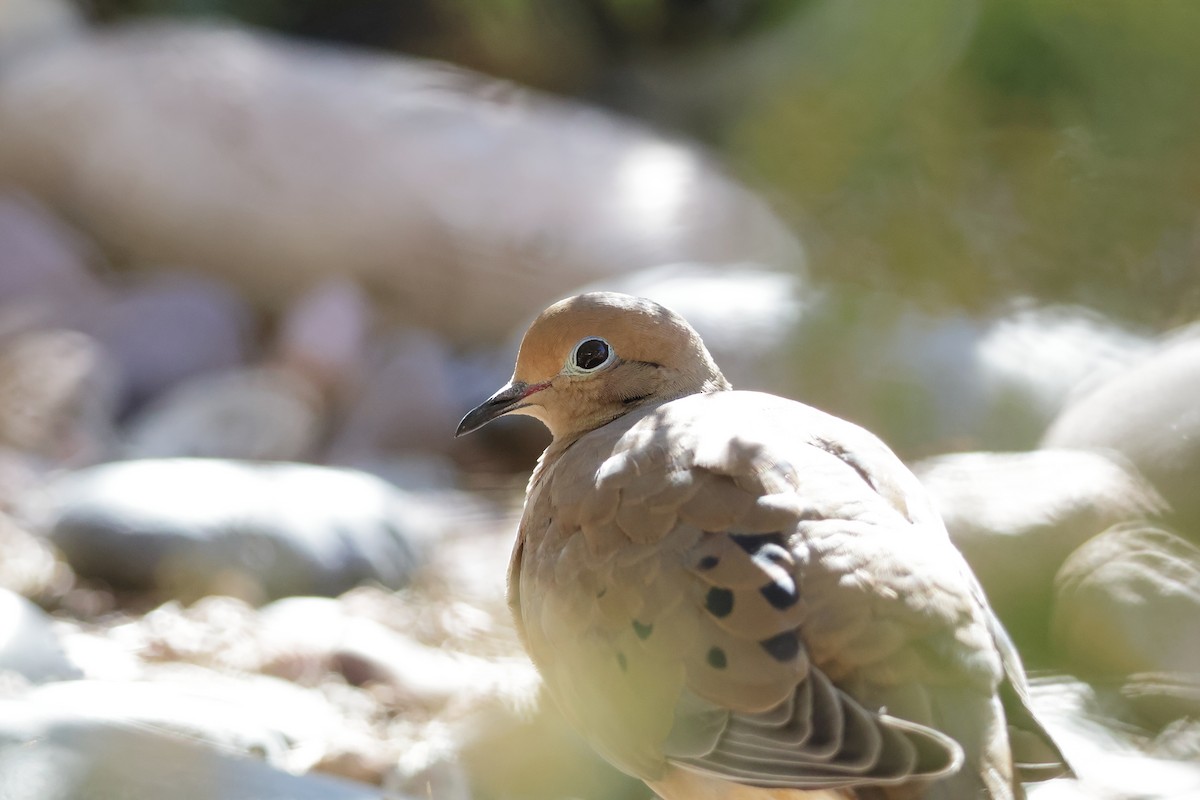 Mourning Dove - ML646362571