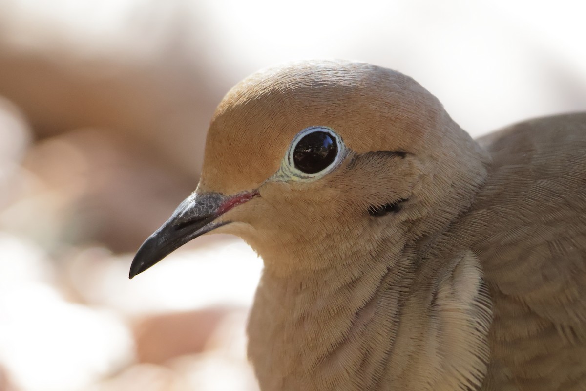 Mourning Dove - ML646362572