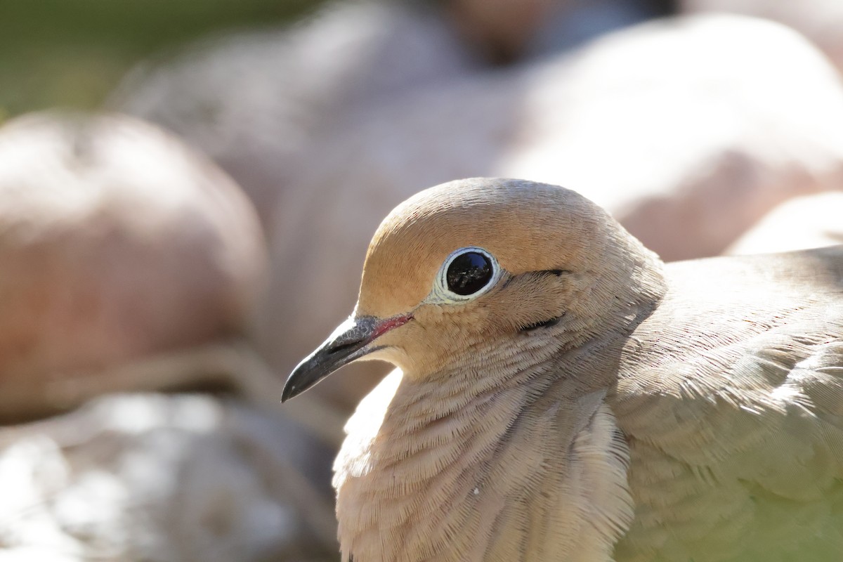 Mourning Dove - ML646362573