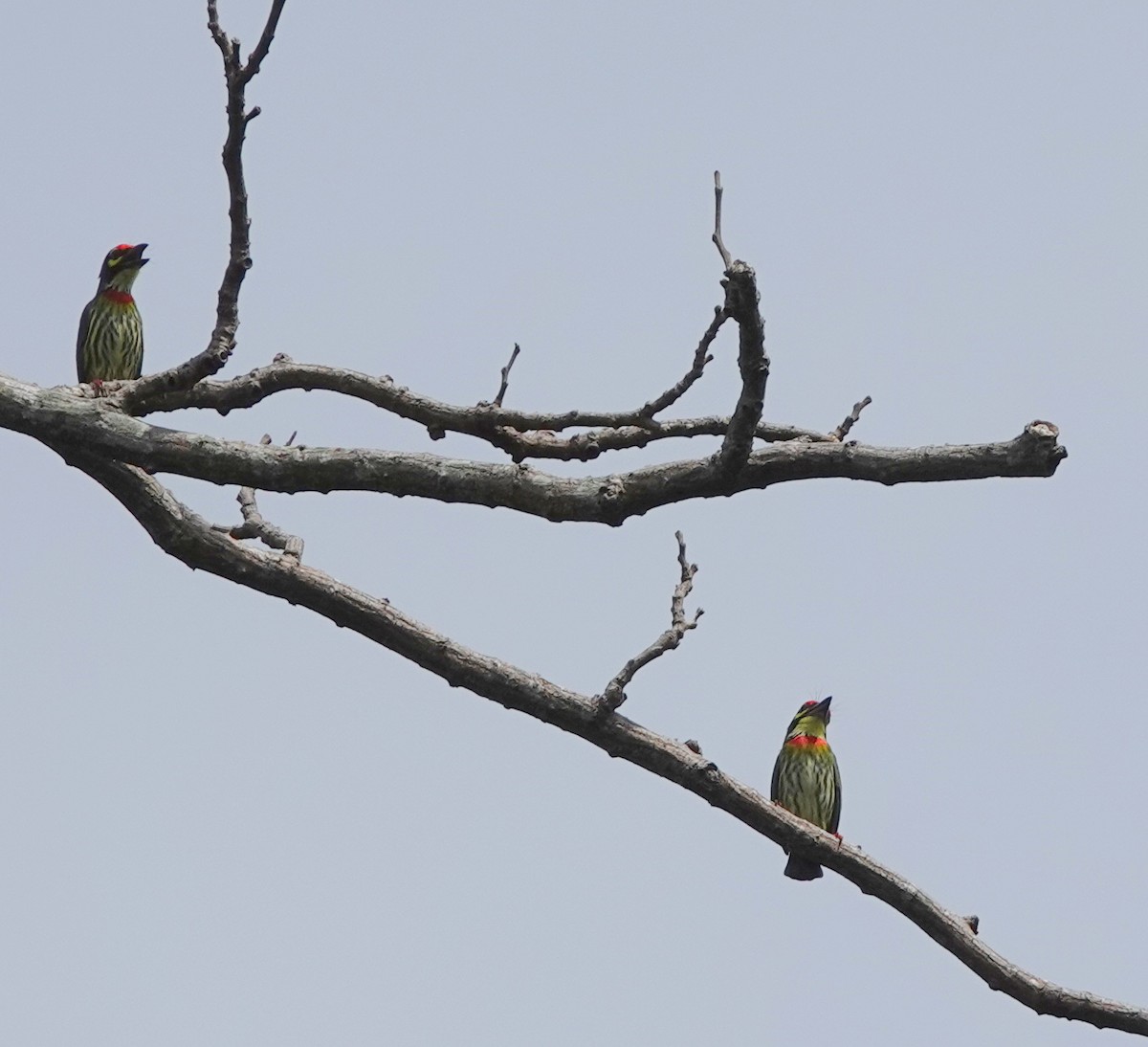 smedskjeggfugl - ML646362574