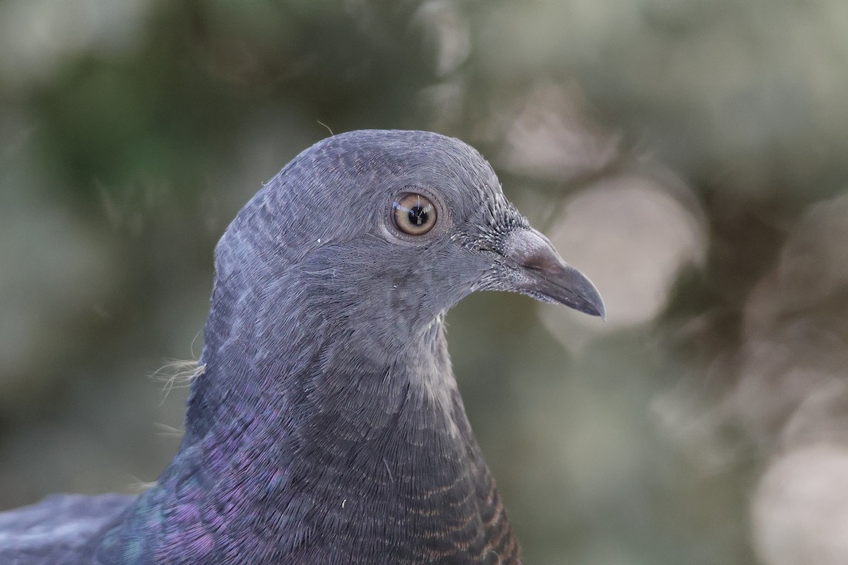 יונת בית - ML646362575