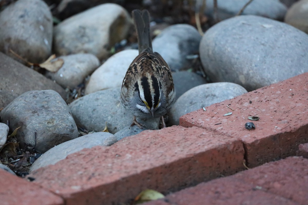 hvitstrupespurv - ML646362578