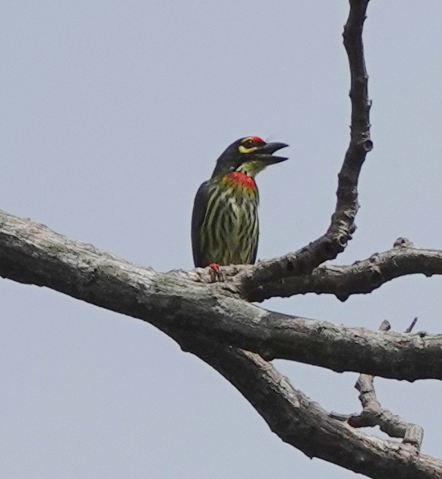 smedskjeggfugl - ML646362579