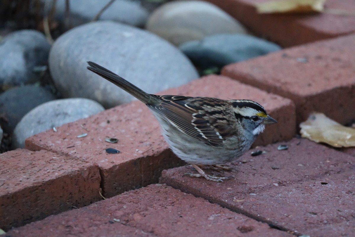 hvitstrupespurv - ML646362580