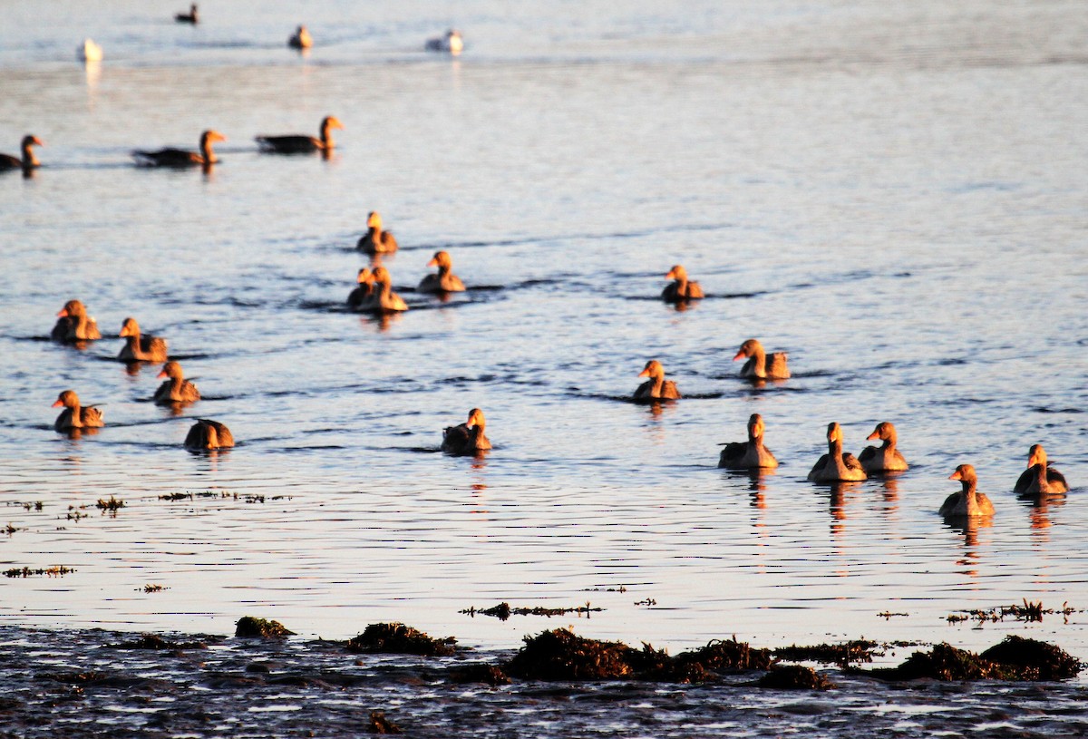 grågås - ML646362581