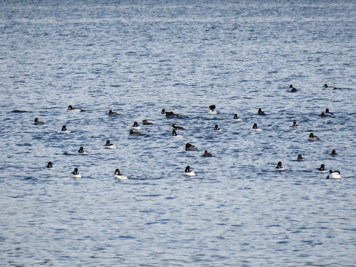 kvinand - ML646362582