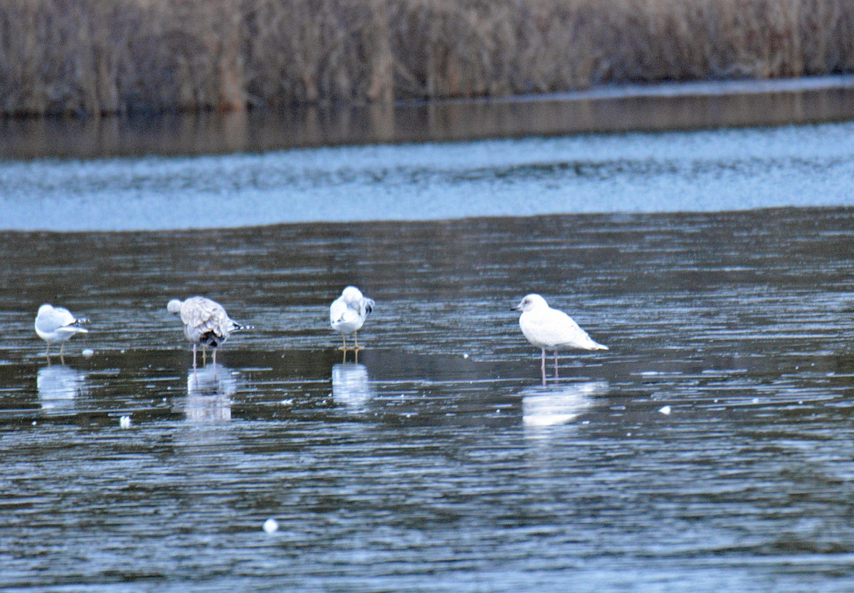 Gaviota Groenlandesa (de Kumlien) - ML646362583