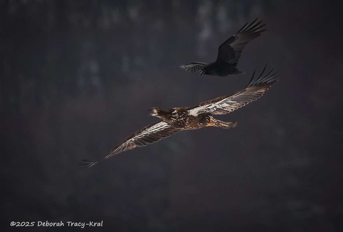 hvithodehavørn - ML646362585