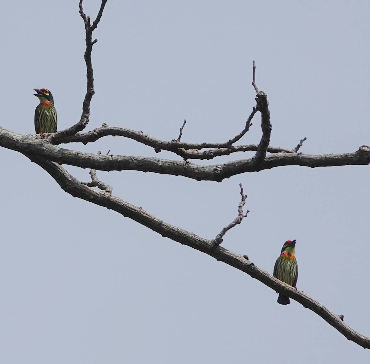 smedskjeggfugl - ML646362586