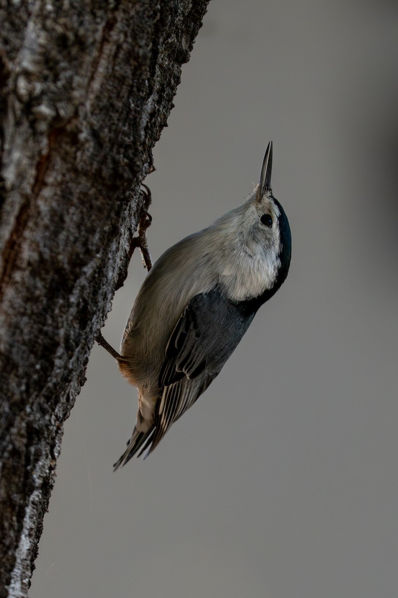 hvitbrystspettmeis - ML646362587