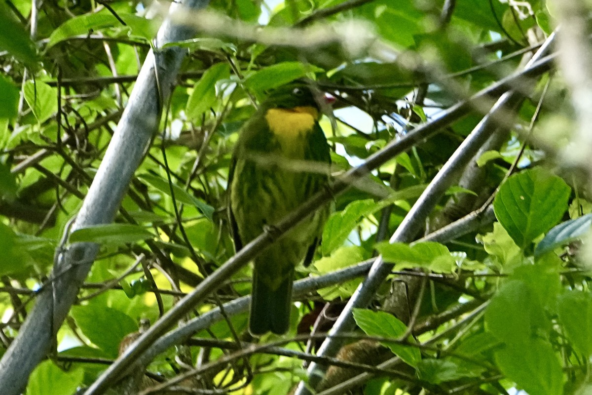 kakitanagar - ML646362588