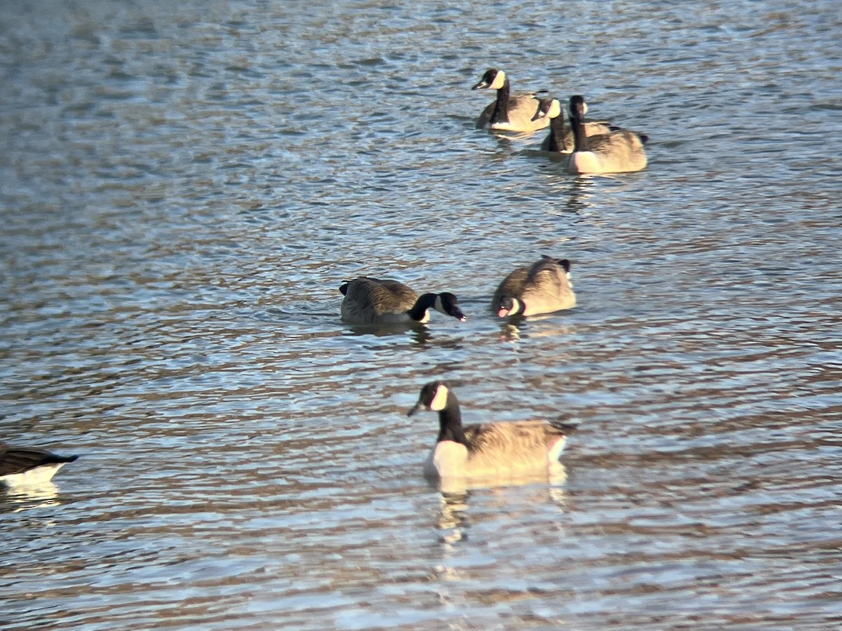 kanadagås - ML646362593