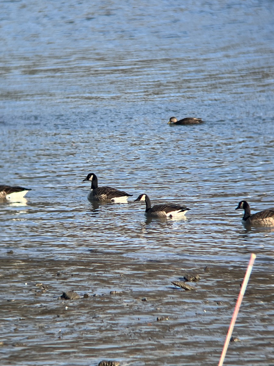 Bernache du Canada - ML646362594
