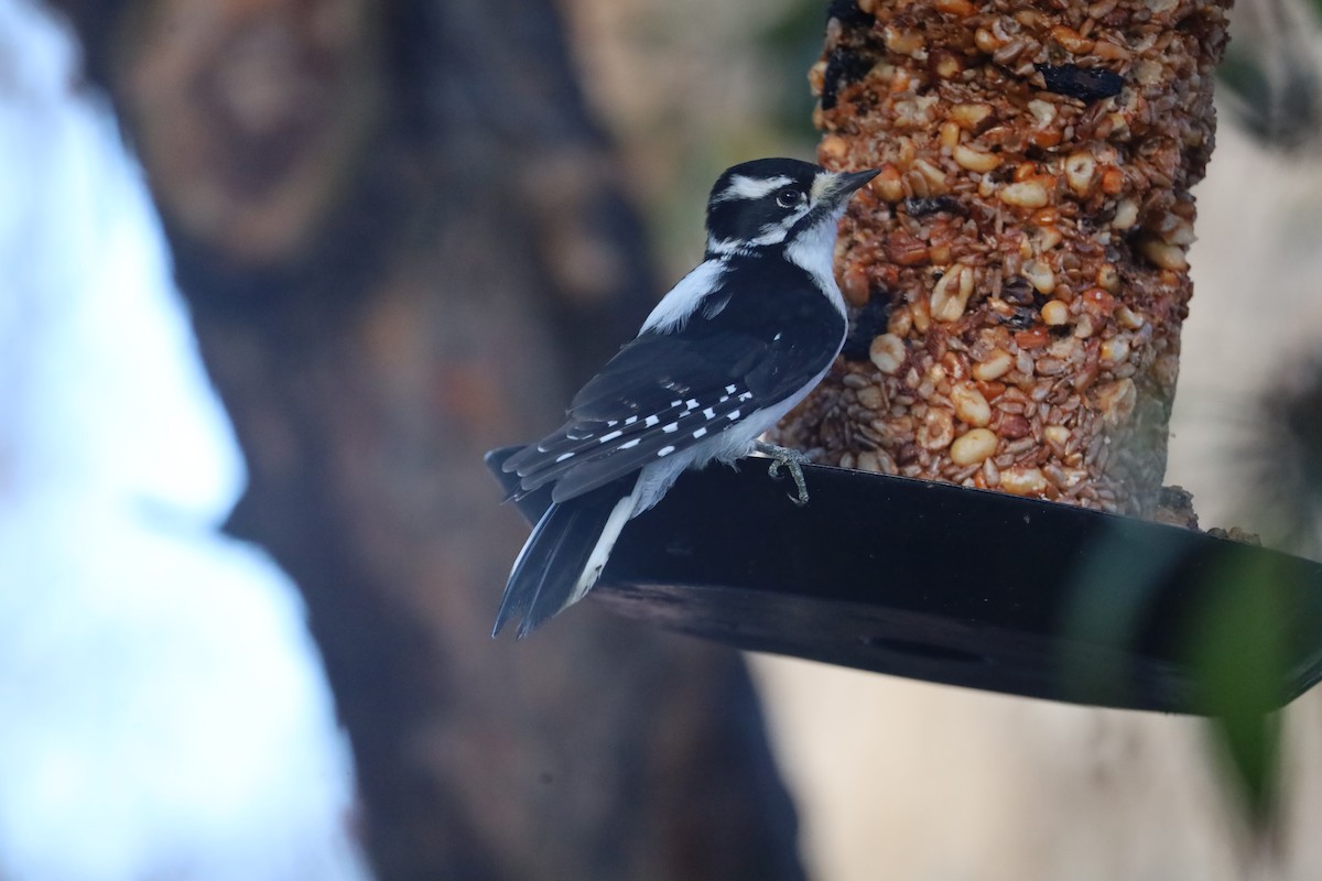 Downy Woodpecker - ML646362595
