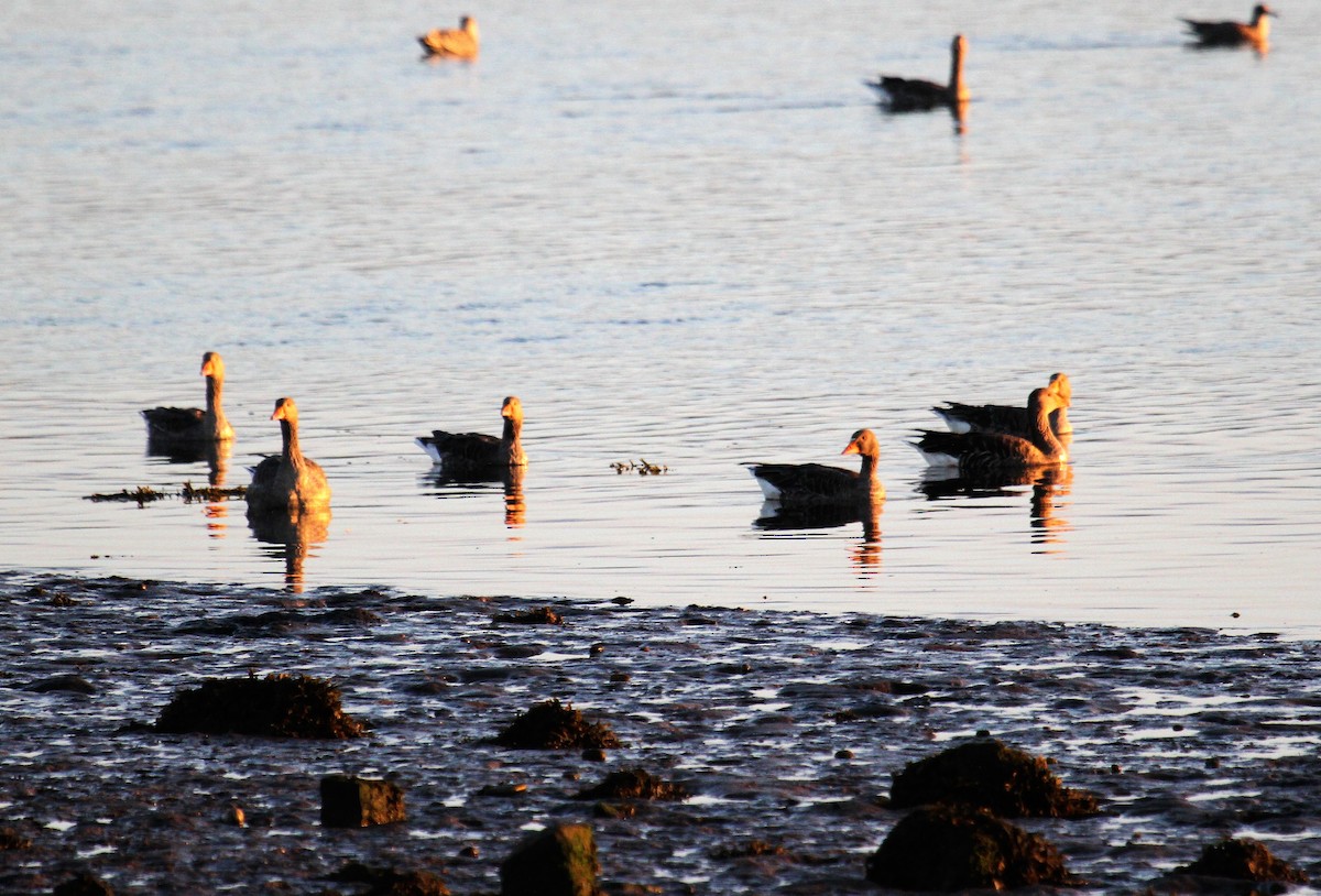 Oie cendrée - ML646362597