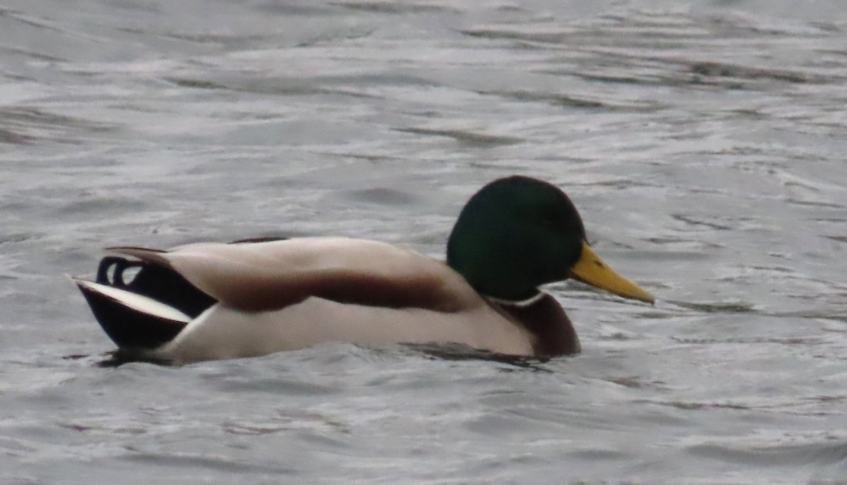 Mallard - ML646362598