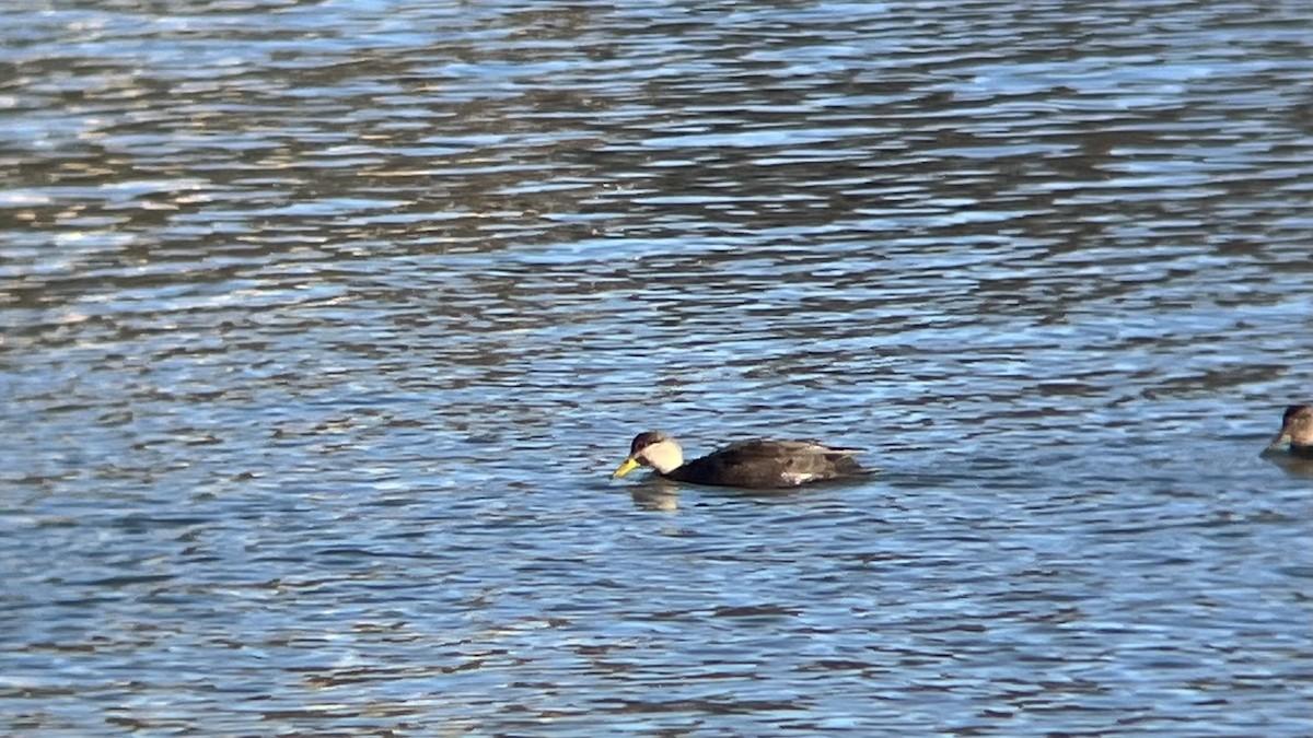 American Black Duck - ML646362599