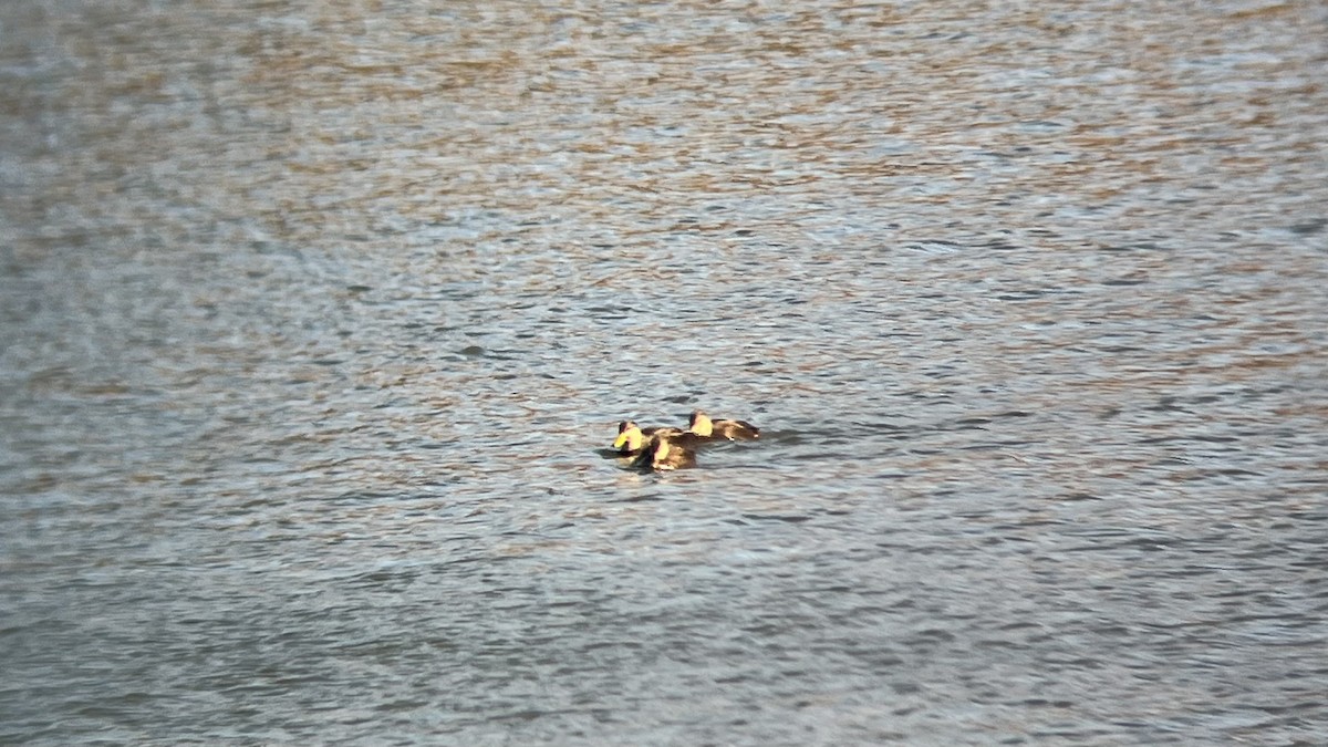 American Black Duck - ML646362600