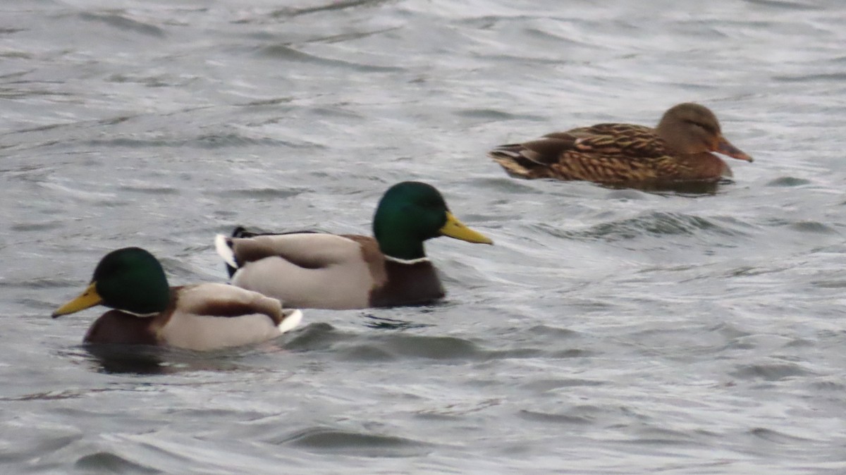 Mallard - ML646362602