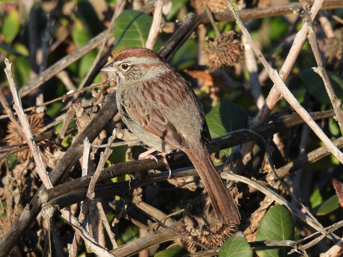Rufous-crowned Sparrow - ML646362603
