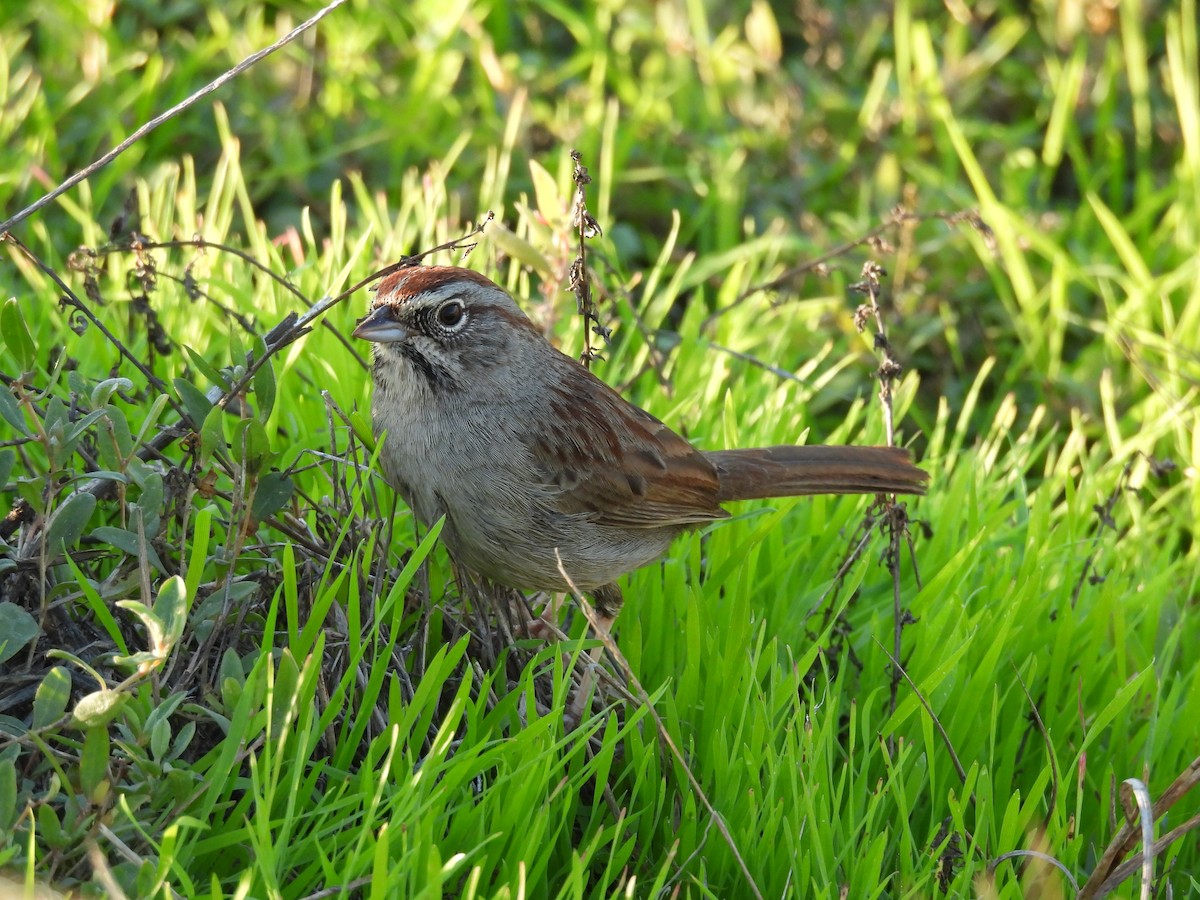 Rufous-crowned Sparrow - ML646362604