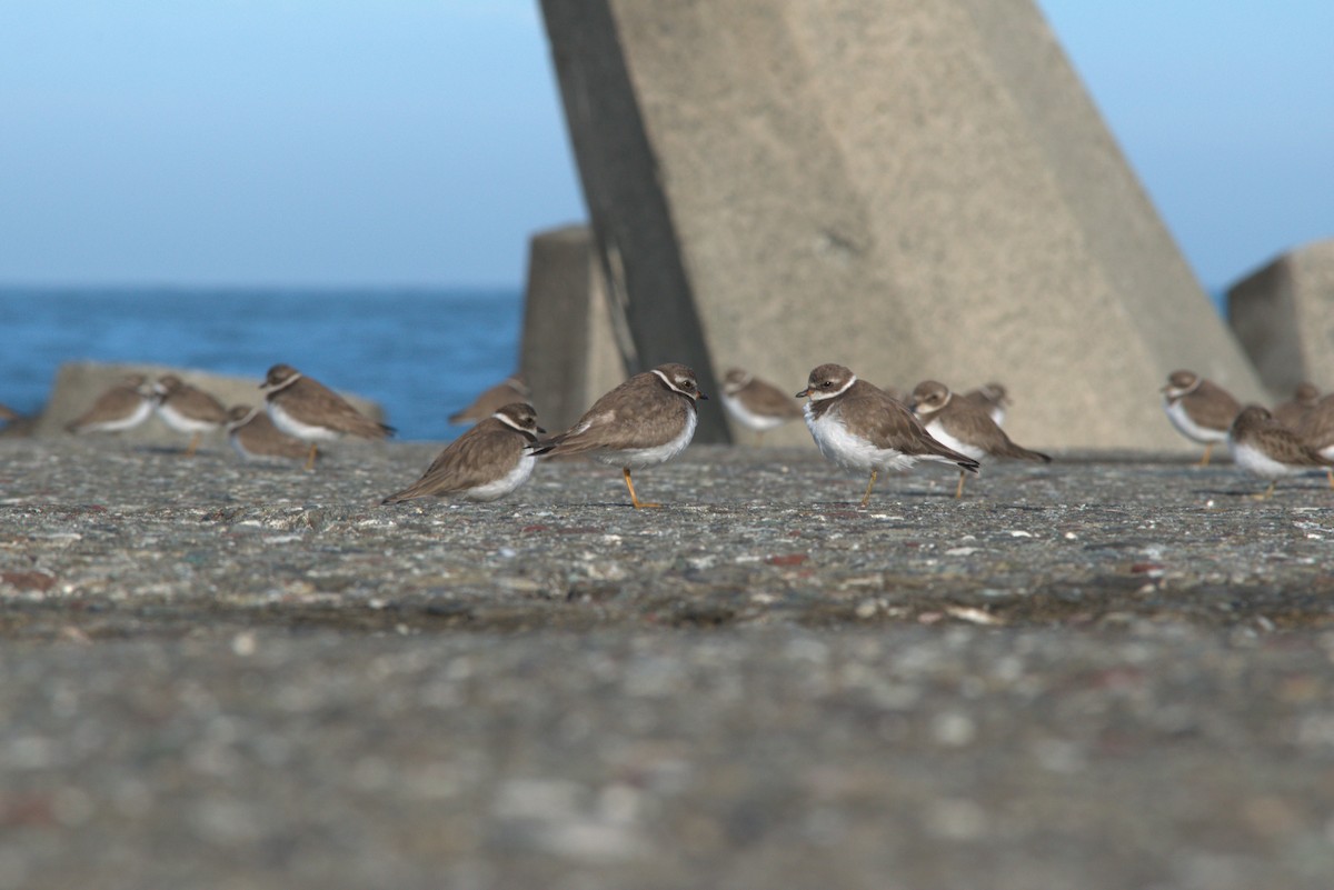 Semipalmated Plover - ML646362605