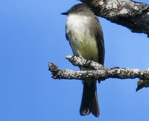 Ak Karınlı Fibi - ML646362606