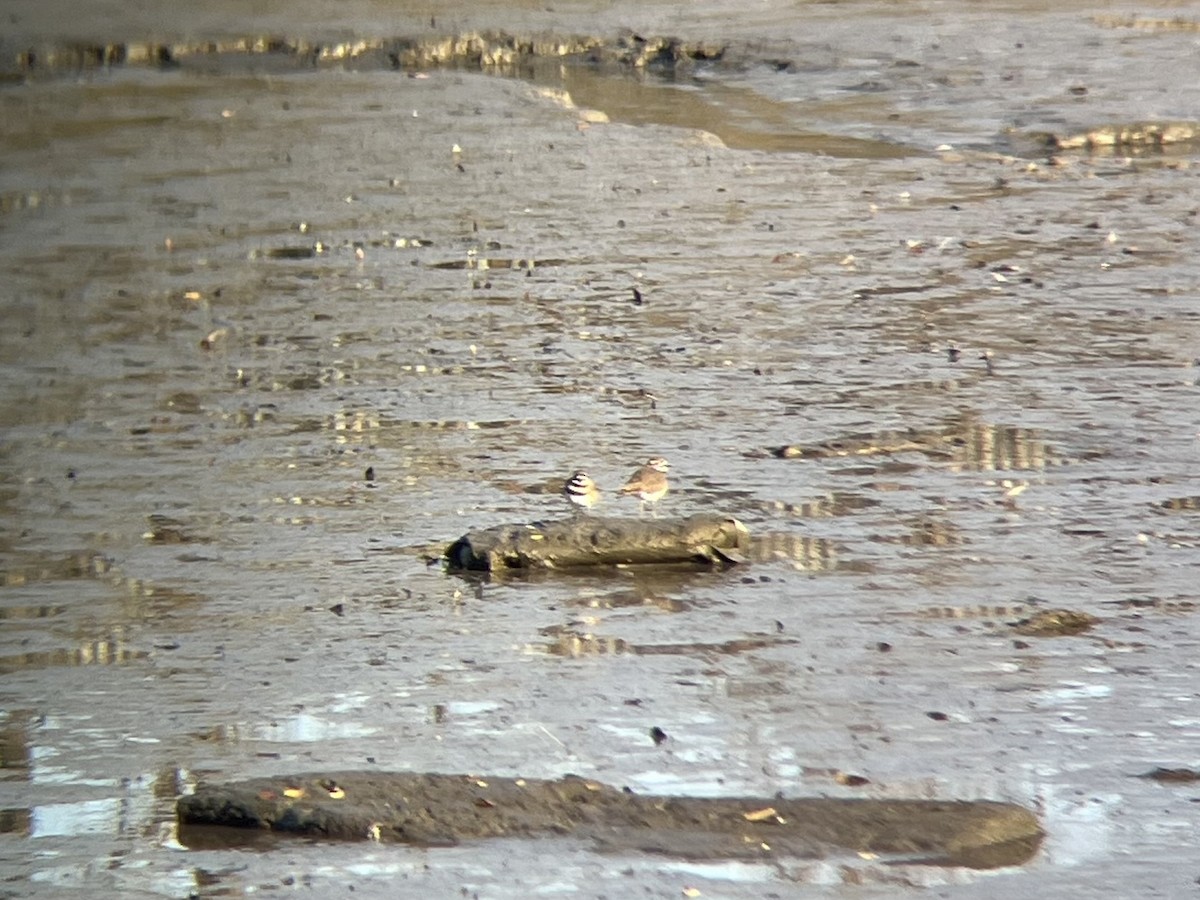 Killdeer - ML646362607