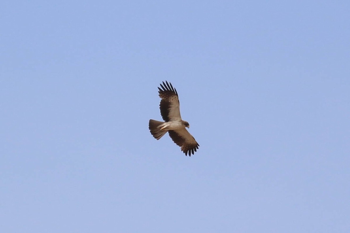 Booted Eagle - ML646362608
