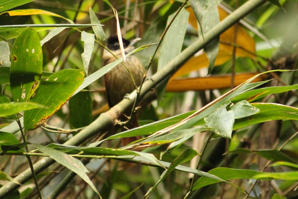 White-bearded Antshrike - ML64636261