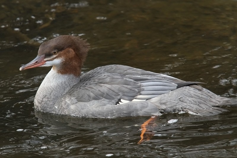 Common Merganser - ML646362612