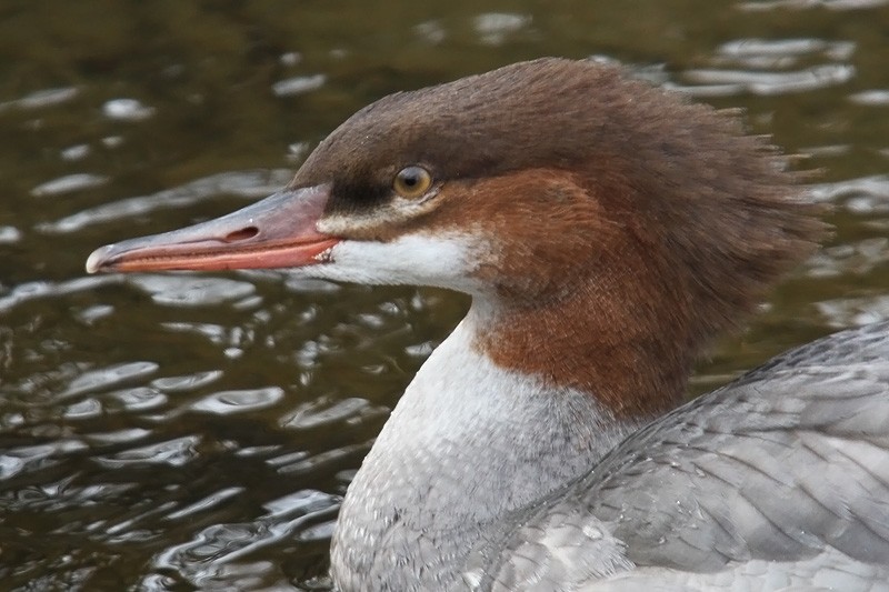 Common Merganser - ML646362613