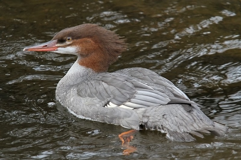 Common Merganser - ML646362614