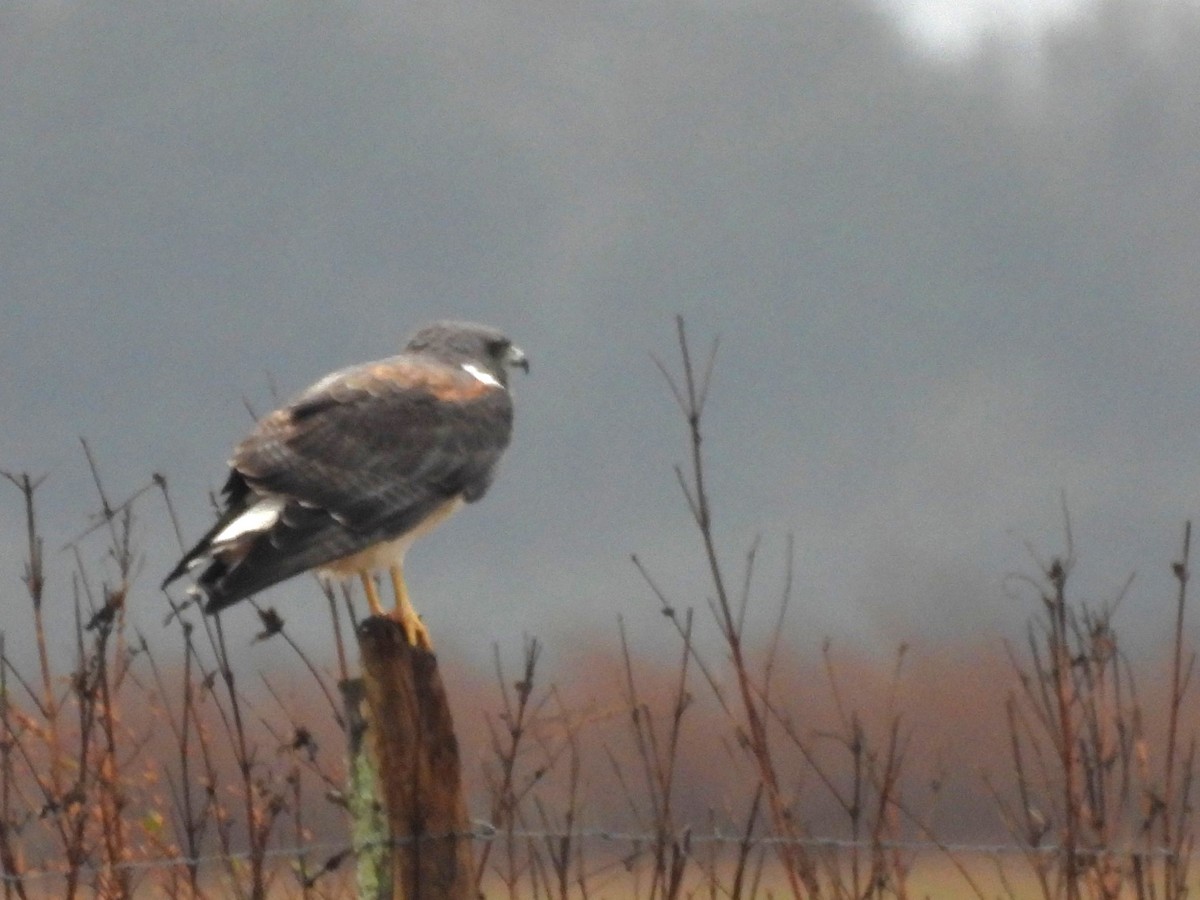 White-tailed Hawk - ML646362615