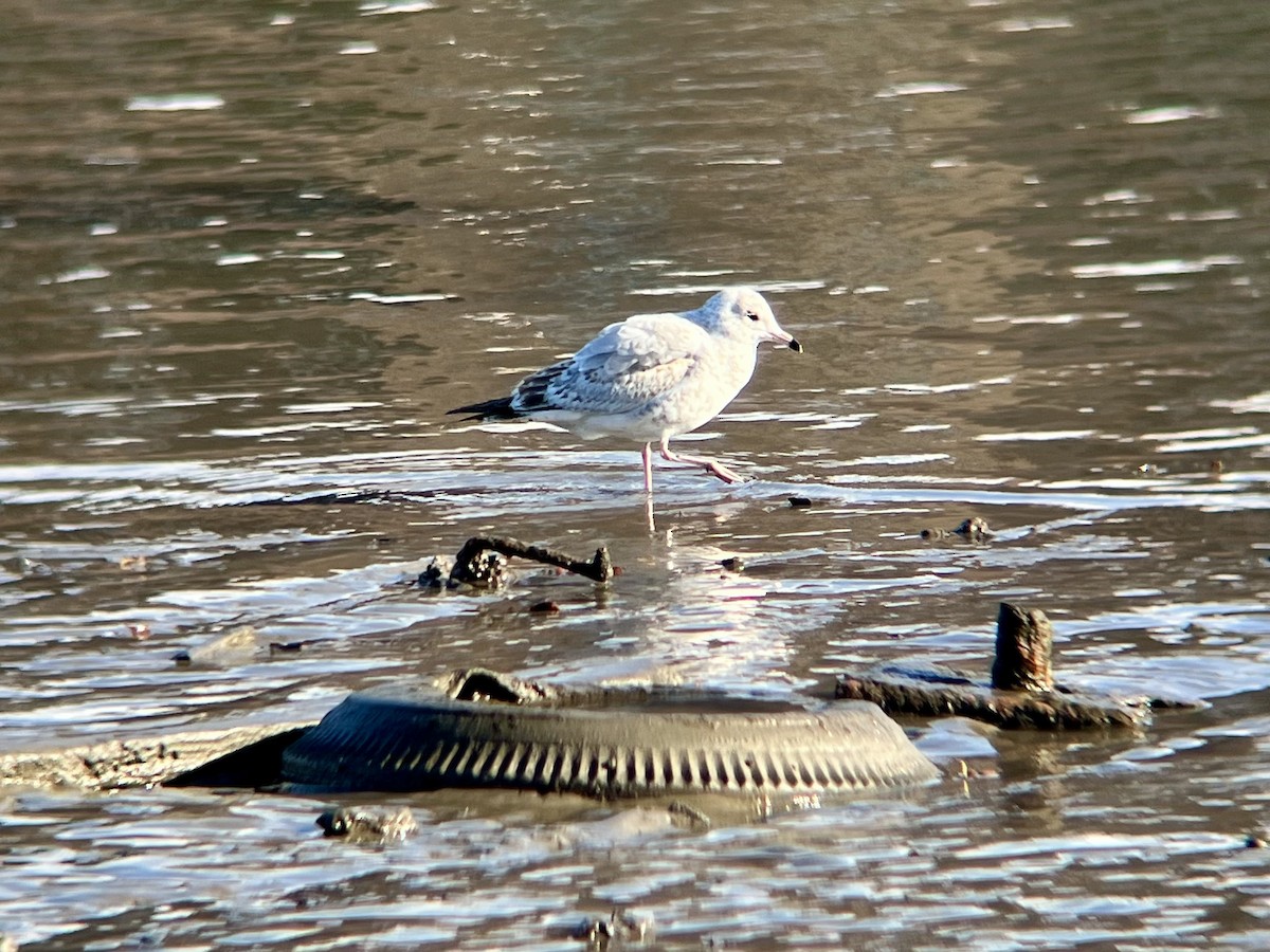 Ring-billed Gull - ML646362617
