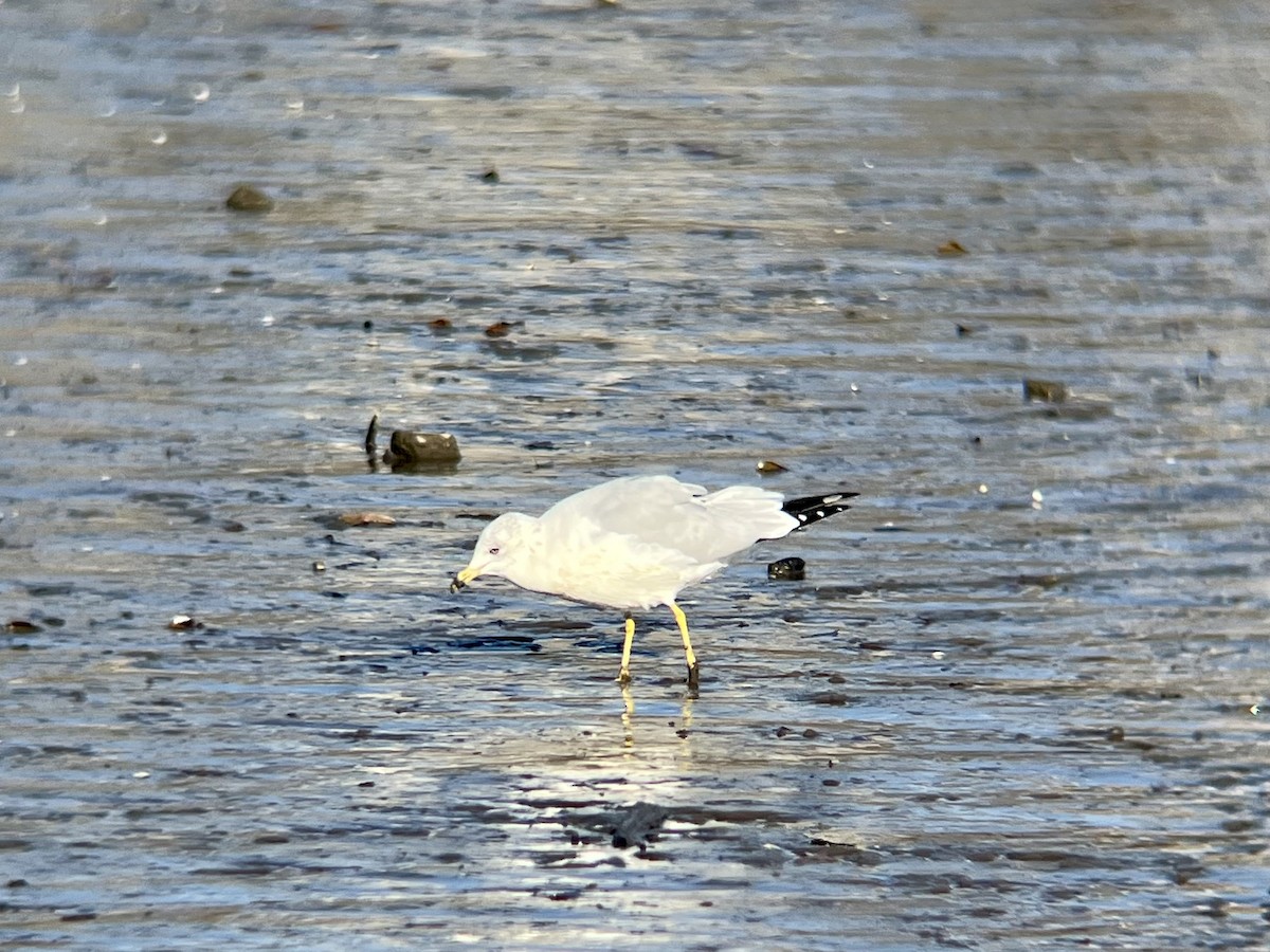 Ring-billed Gull - ML646362618