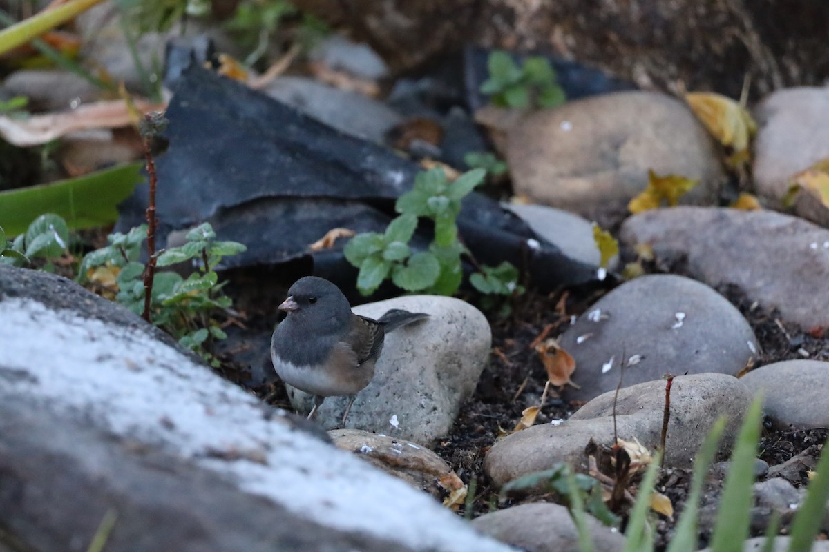 Dark-eyed Junco - ML646362619
