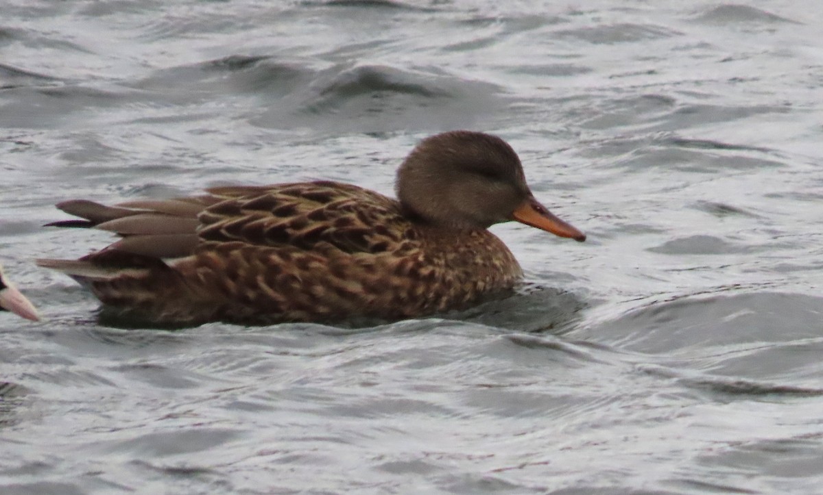 オカヨシガモ - ML646362622