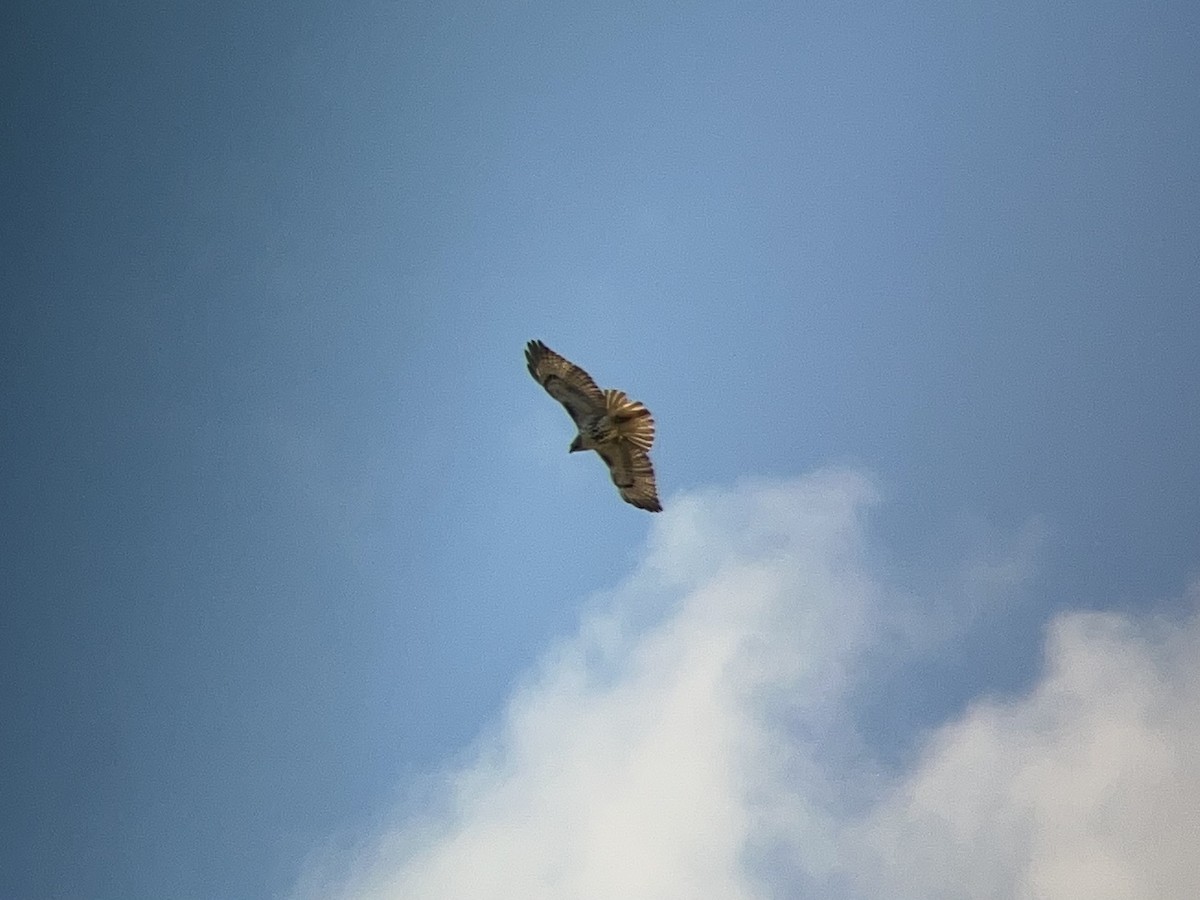 Red-tailed Hawk - ML646362623