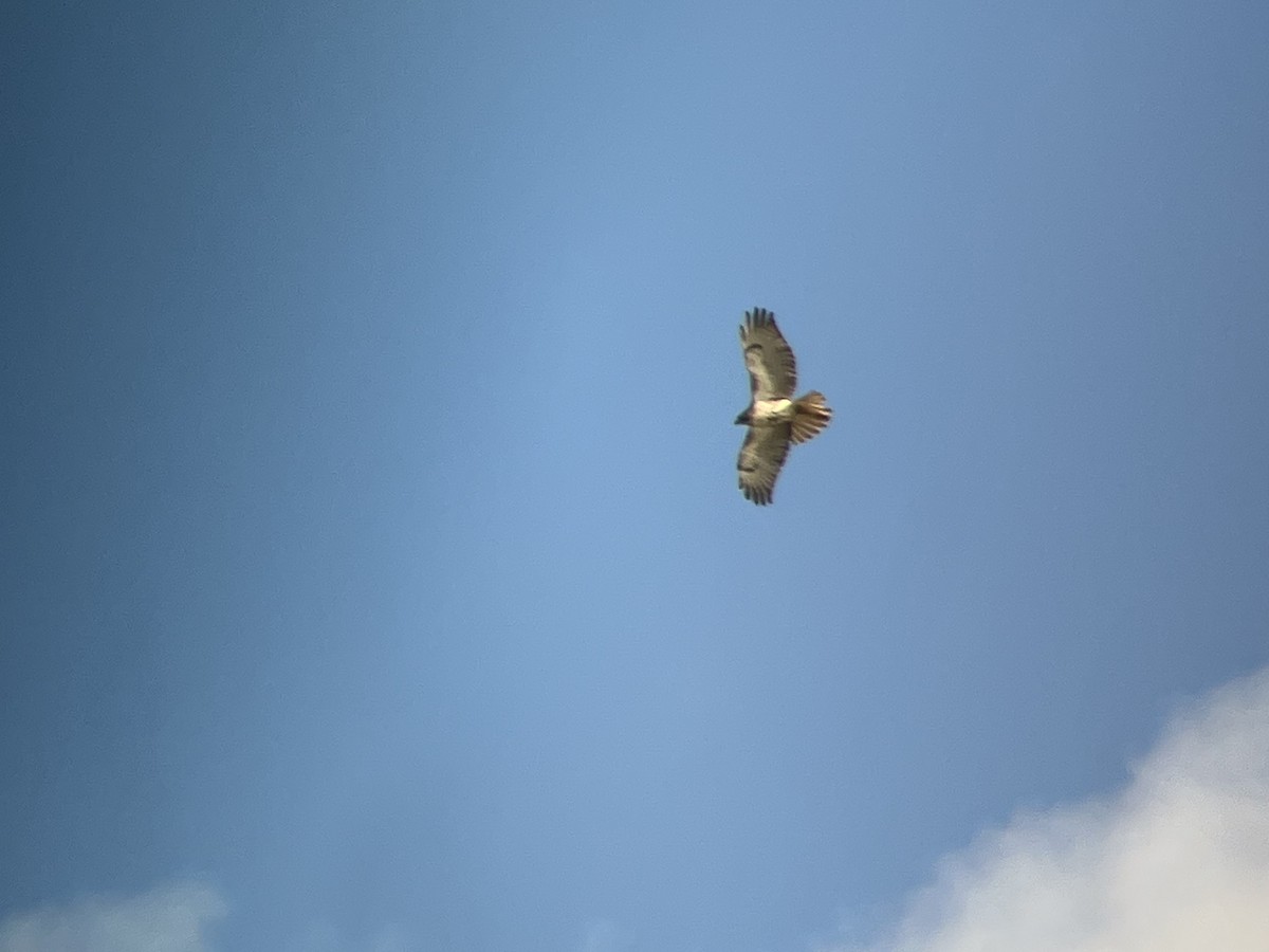 Red-tailed Hawk - ML646362624