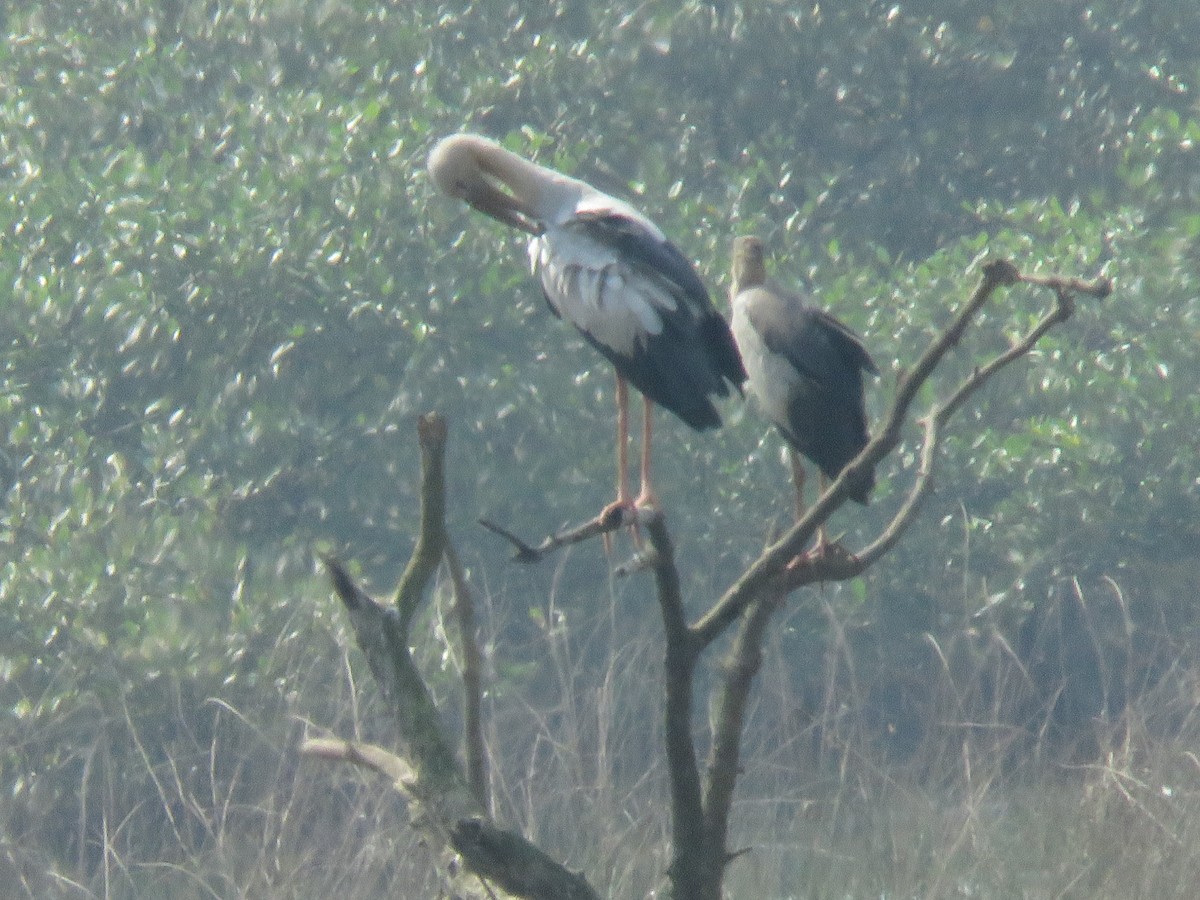 Asian Openbill - ML646362626