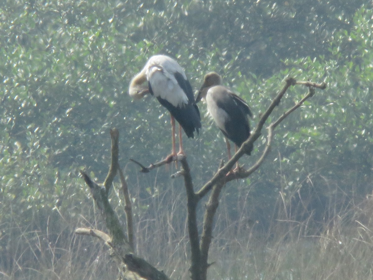 Asian Openbill - ML646362627