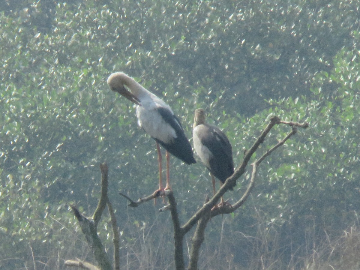 Asian Openbill - ML646362628