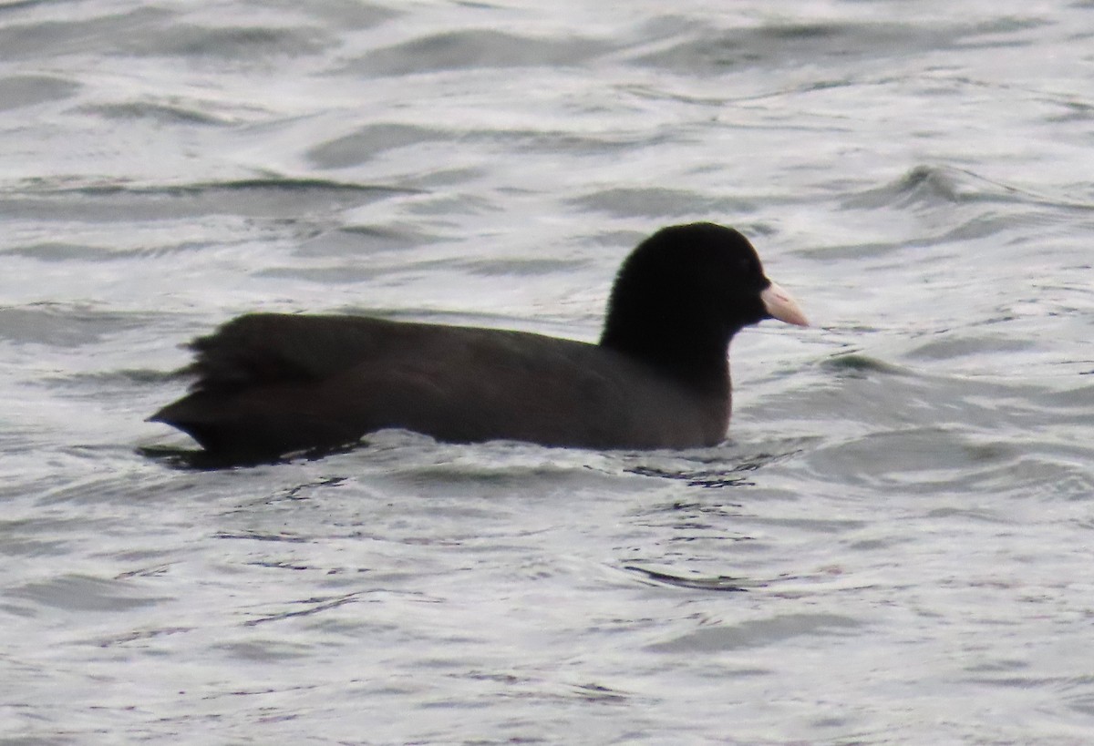 Eurasian Coot - ML646362629