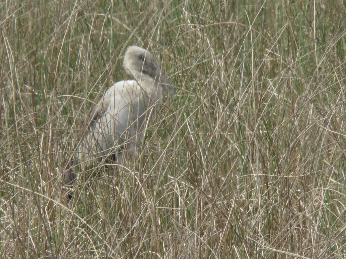 Asian Openbill - ML646362630