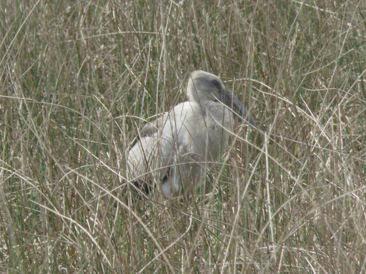 Asian Openbill - ML646362631