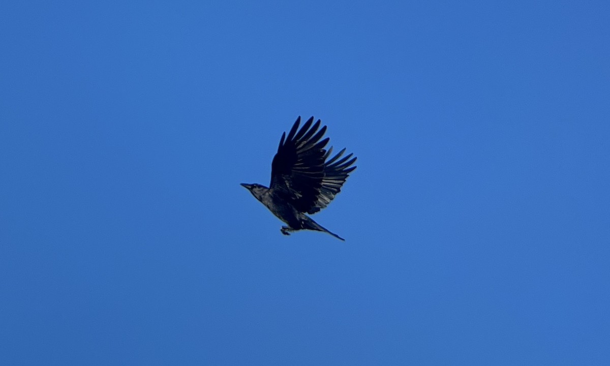American Crow - ML646362633