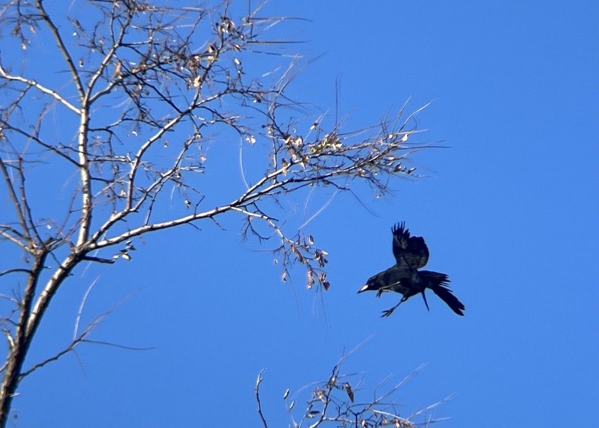 American Crow - ML646362634